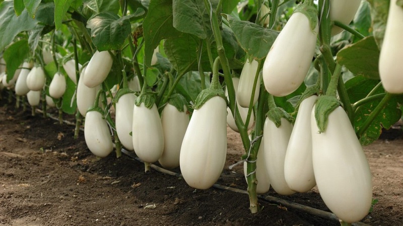 What are white eggplants and how they differ from ordinary ones