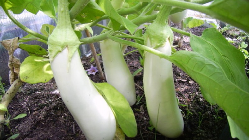 What are white eggplants and how they differ from ordinary ones