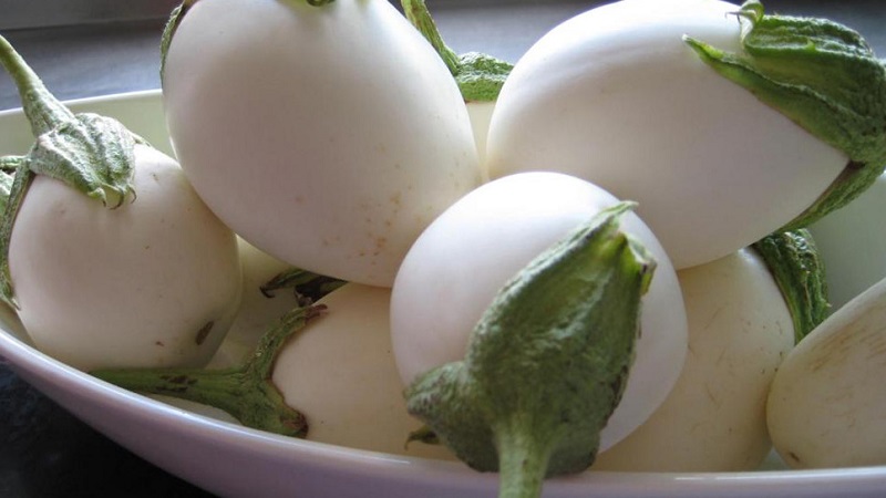 What are white eggplants and how they differ from ordinary ones