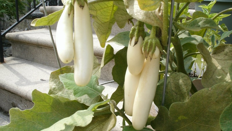 What are white eggplants and how they differ from ordinary ones