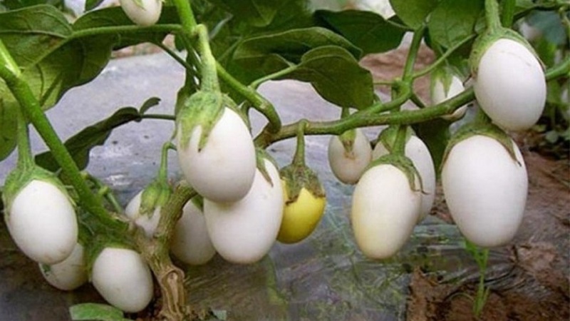 What are white eggplants and how they differ from ordinary ones