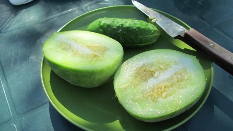 What is cucumber, how is it grown and eaten