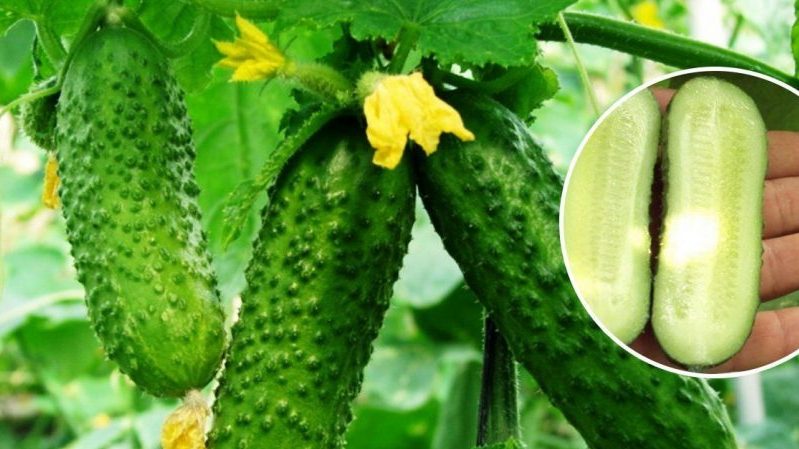 What are parthenocarpic cucumbers and which varieties to choose