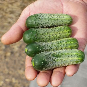 What are parthenocarpic cucumbers and which varieties to choose