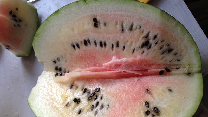 Do plucked watermelons ripen at home