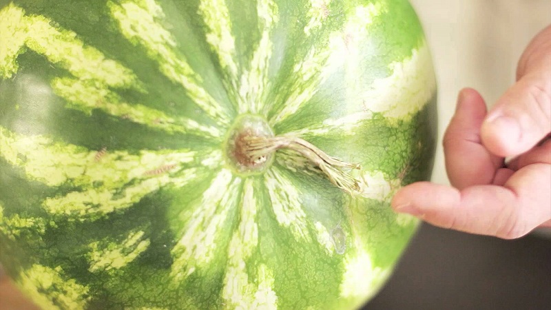 Do plucked watermelons ripen at home