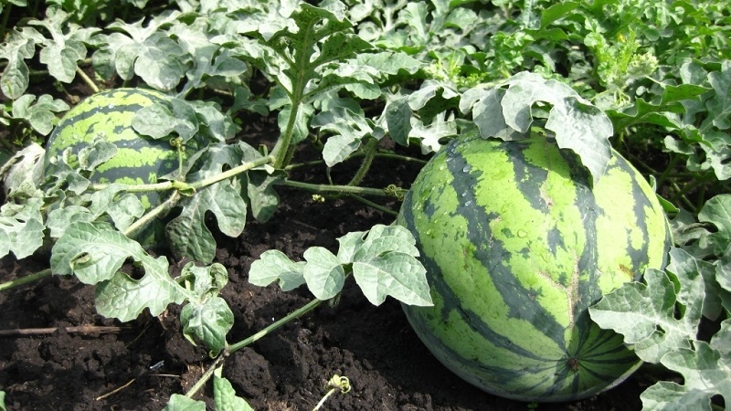 Do plucked watermelons ripen at home