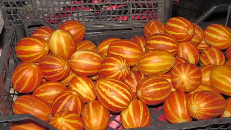 An exotic fruit with an unusual appearance and interesting taste - Vietnamese melon