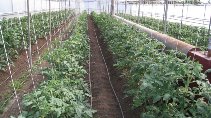 Lying variety for salads and preservation - hybrid tomato Malva f1