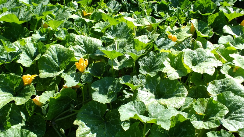 Instructions for growing pumpkin outdoors in the Urals: nuances and advice for novice farmers