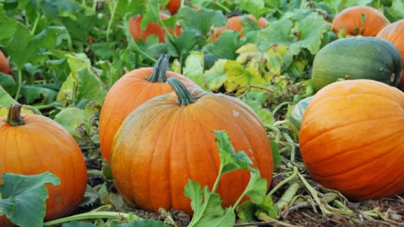 Instructions for growing pumpkin outdoors in the Urals: nuances and advice for novice farmers