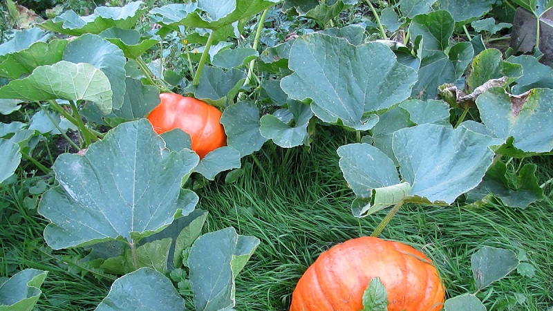 Instructions for growing pumpkin outdoors in the Urals: nuances and advice for novice farmers