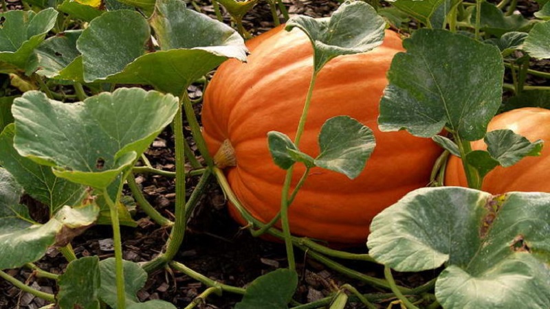 Instructions for growing pumpkin outdoors in the Urals: nuances and advice for novice farmers