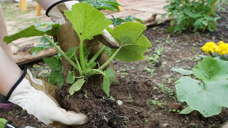 Instructions for growing pumpkin outdoors in the Urals: nuances and advice for novice farmers