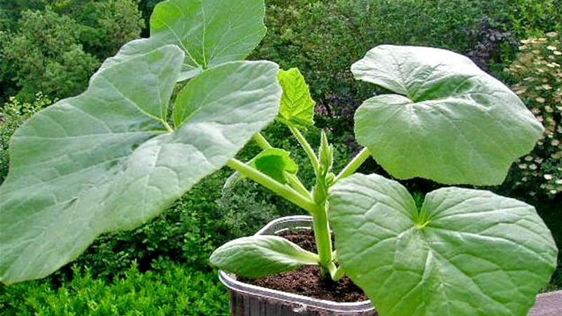 Instructions for growing pumpkin outdoors in the Urals: nuances and advice for novice farmers