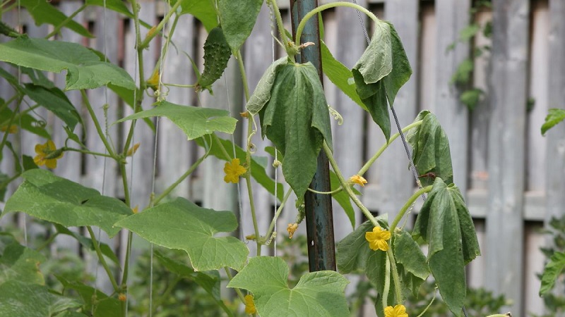 How to deal with fusarium cucumber: life-saving advice from gardeners and proven means