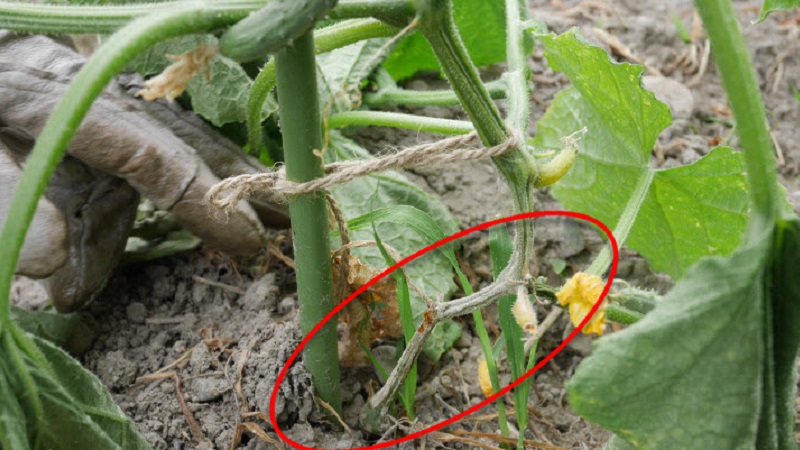 How to deal with fusarium cucumber: life-saving advice from gardeners and proven means