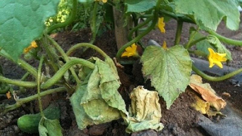 How to deal with fusarium cucumber: life-saving advice from gardeners and proven means