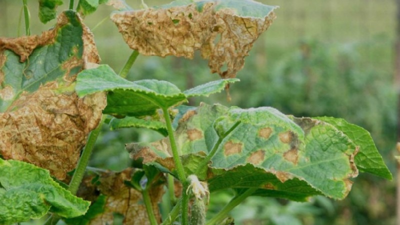 How to deal with fusarium cucumber: life-saving advice from gardeners and proven means