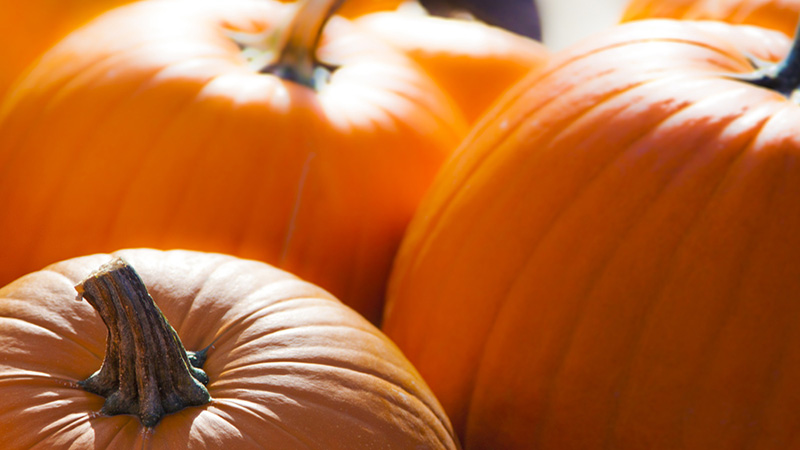 How to store pumpkin correctly: different ways and secrets of creating optimal conditions for the safety of a vegetable