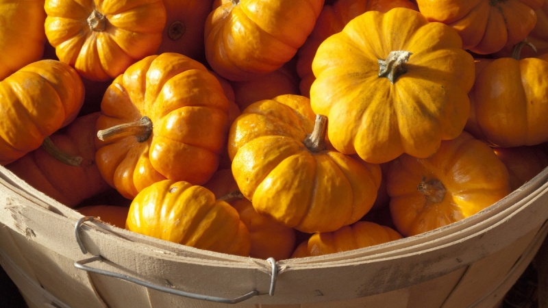 How to store pumpkin correctly: different ways and secrets of creating optimal conditions for the safety of a vegetable
