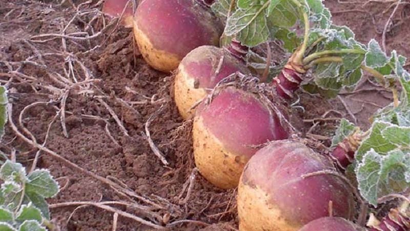 How and when to harvest rutabagas to preserve the harvest until spring