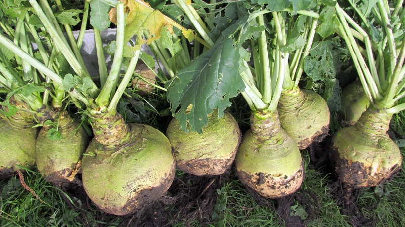 How and when to harvest rutabagas to preserve the harvest until spring