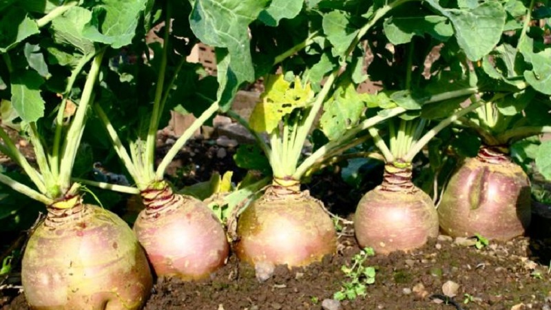 How and when to harvest rutabagas to preserve the harvest until spring