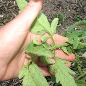 How to get rid of aphids with the least damage for tomatoes?