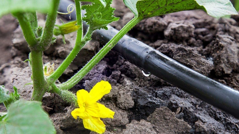 Step-by-step instructions for novice gardeners: how to water cucumbers correctly