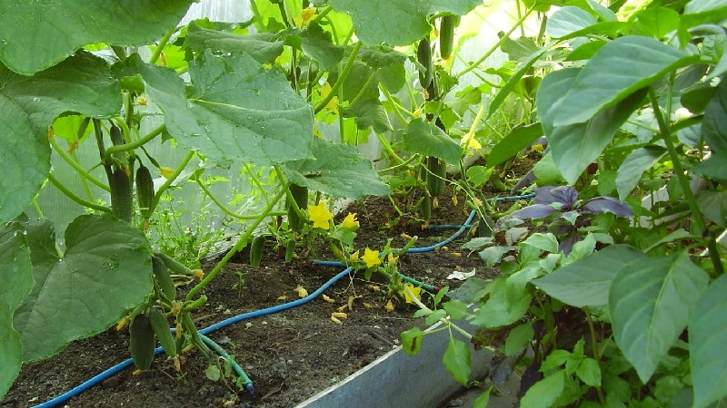 Step-by-step instructions for novice gardeners: how to water cucumbers correctly