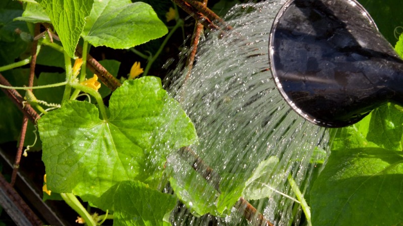 Step-by-step instructions for novice gardeners: how to water cucumbers correctly