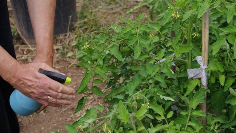 How to properly apply copper sulfate from late blight on tomatoes: step-by-step instructions and useful recommendations