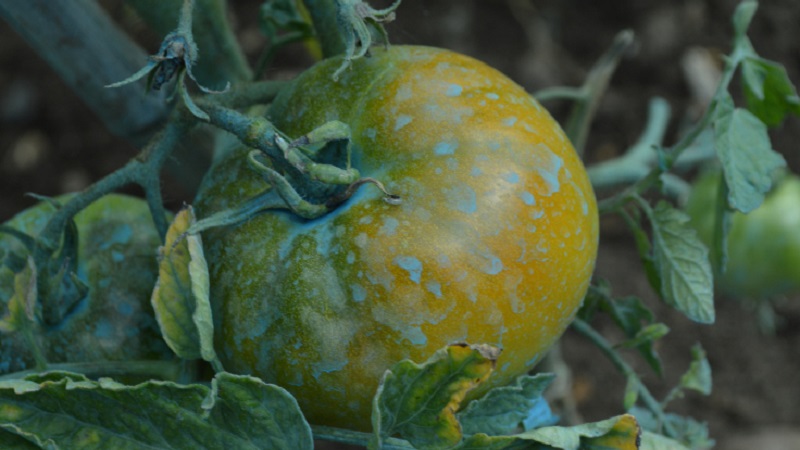 How to properly apply copper sulfate from late blight on tomatoes: step-by-step instructions and useful recommendations