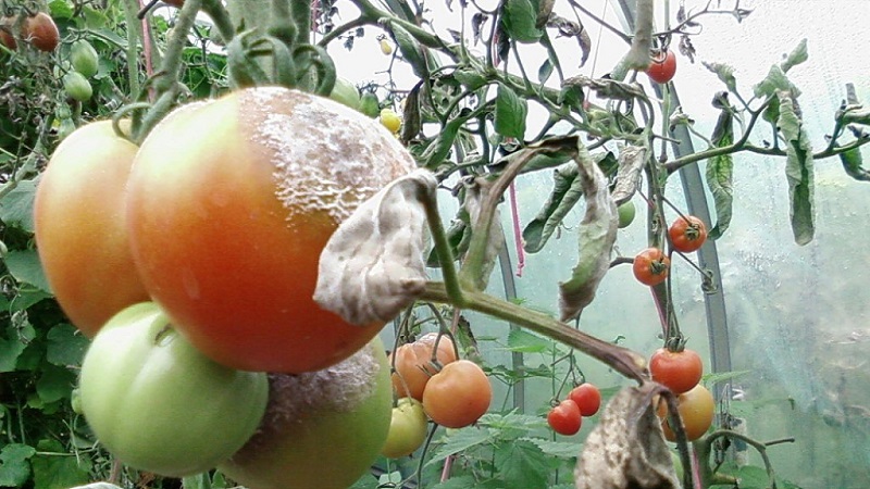 How to properly apply copper sulfate from late blight on tomatoes: step-by-step instructions and useful recommendations