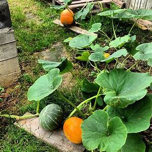 How to pinch a pumpkin outdoors to get a good harvest
