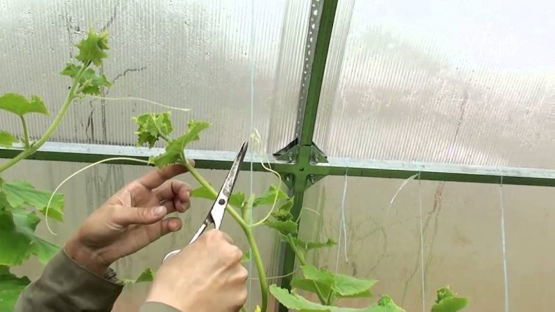 How to pinch cucumbers correctly - when and why is it needed