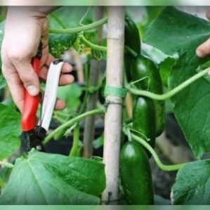 How to pinch cucumbers correctly - when and why is it needed