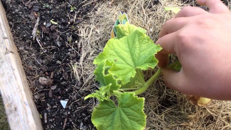 How to pinch cucumbers correctly - when and why is it needed