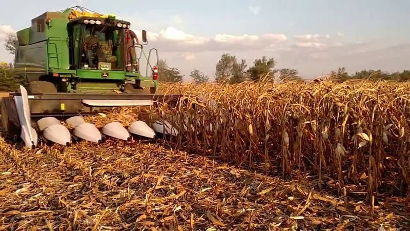 How is the harvesting of corn for grain: terms and stages of the process, further processing and storage of the crop