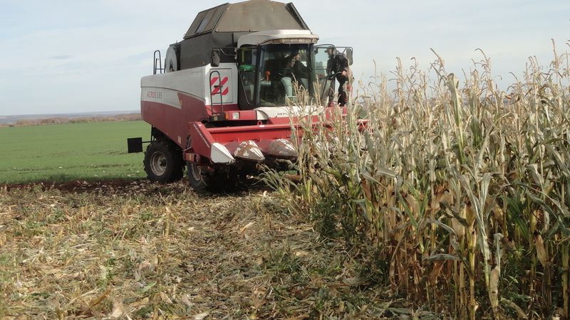 How is the harvesting of corn for grain: terms and stages of the process, further processing and storage of the crop