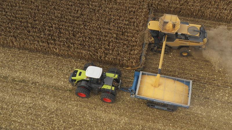 How is the harvesting of corn for grain: terms and stages of the process, further processing and storage of the crop