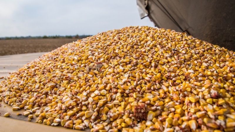 How is the harvesting of corn for grain: terms and stages of the process, further processing and storage of the crop