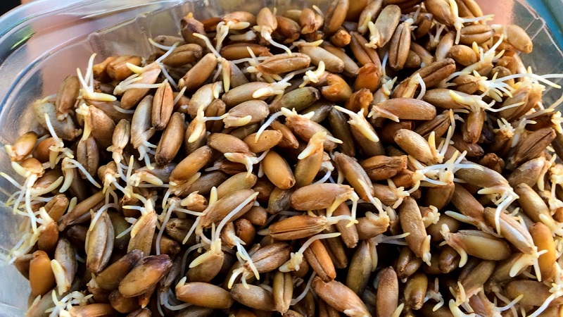 How to sprout oats at home for food: step by step instructions