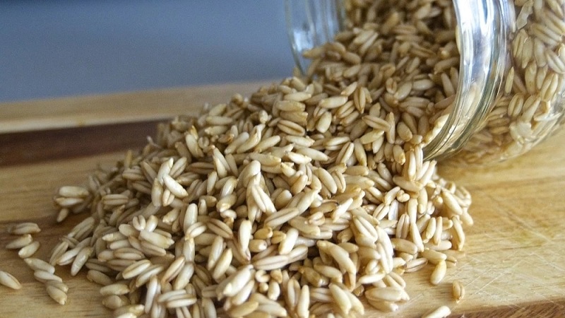 How to sprout oats at home for food: step by step instructions