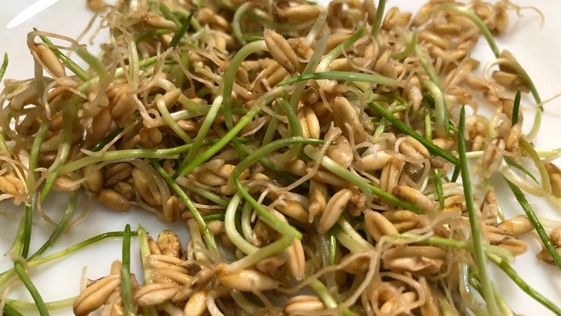 How to sprout oats at home for food: step by step instructions