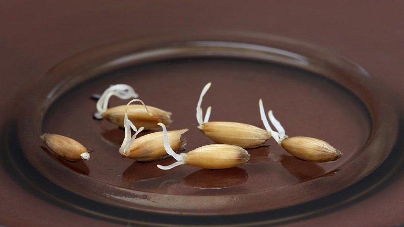 How to sprout oats at home for food: step by step instructions