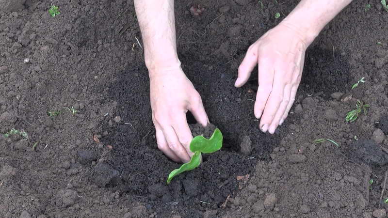 How to calculate the time when to plant a pumpkin for seedlings?