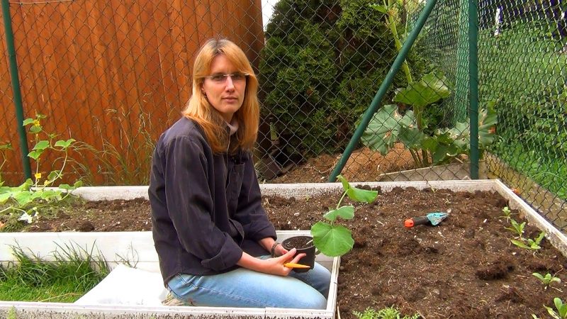 How to calculate the time when to plant a pumpkin for seedlings?
