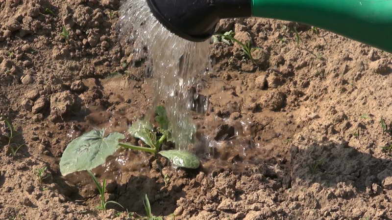 How to calculate the time when to plant a pumpkin for seedlings?